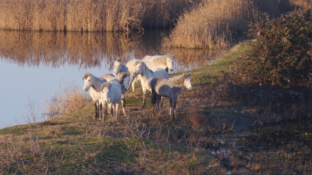 Villetta Parco Sir Llido Degli Estensi Exteriér fotografie